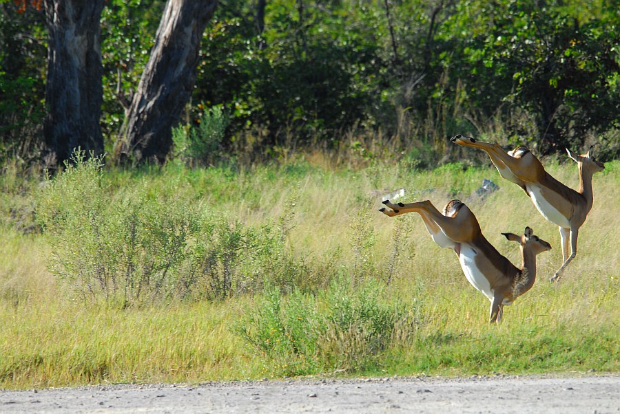 botswana paartanz