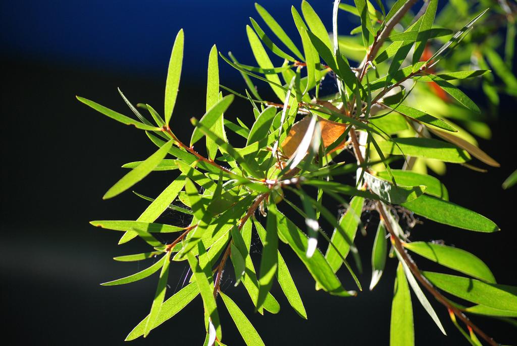 Bottlebrush