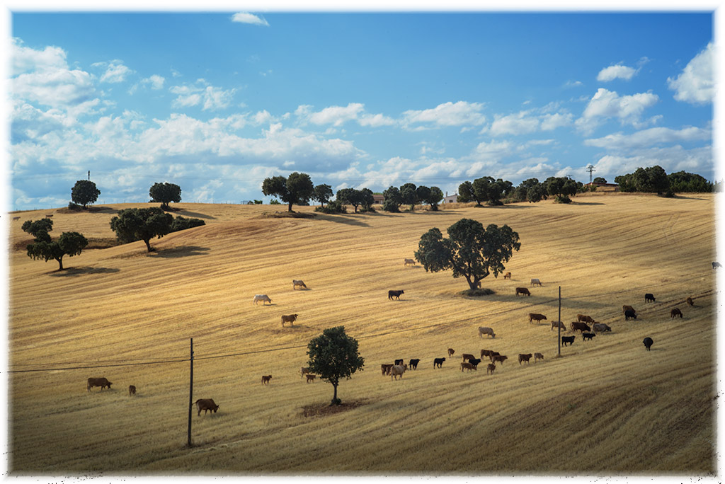bovines