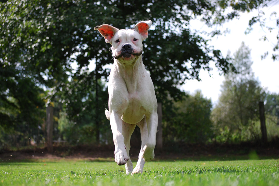 Boxer