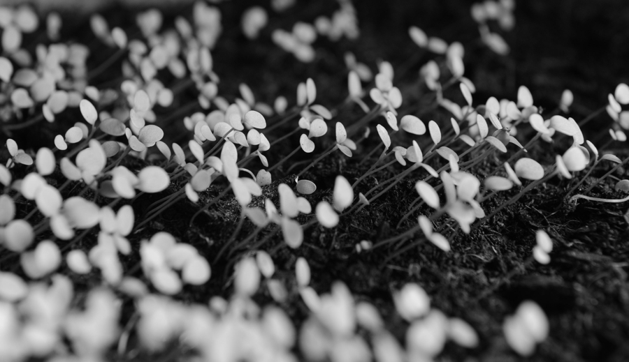 Brüder, zur Sonne, zur Freiheit...
DSC 1015 bw web