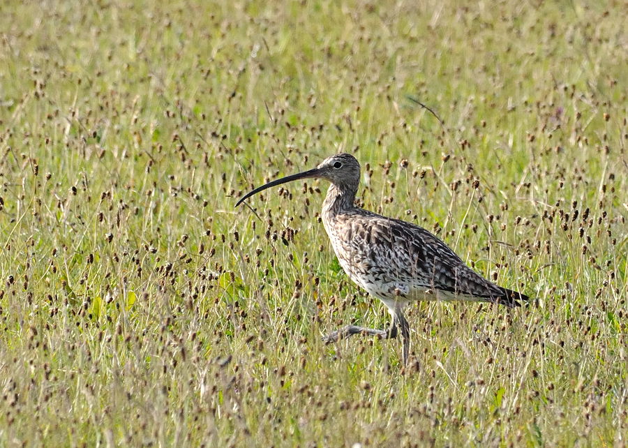 brachvogel