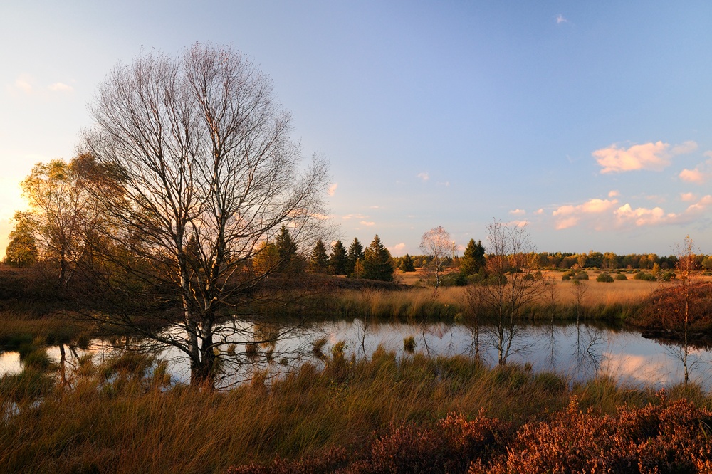 Brackvenn
