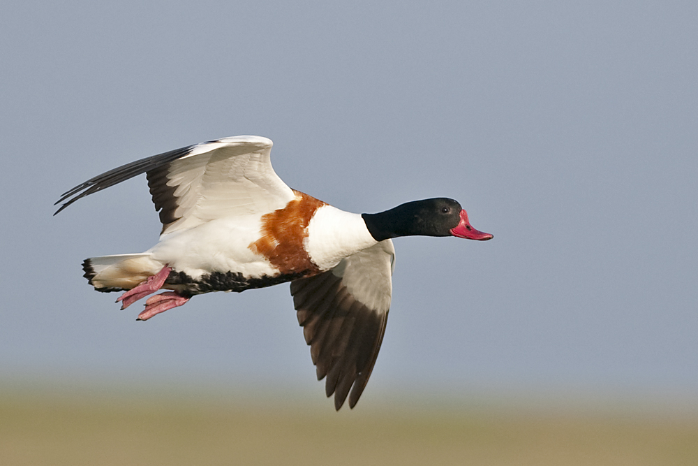 Brandgänse 3