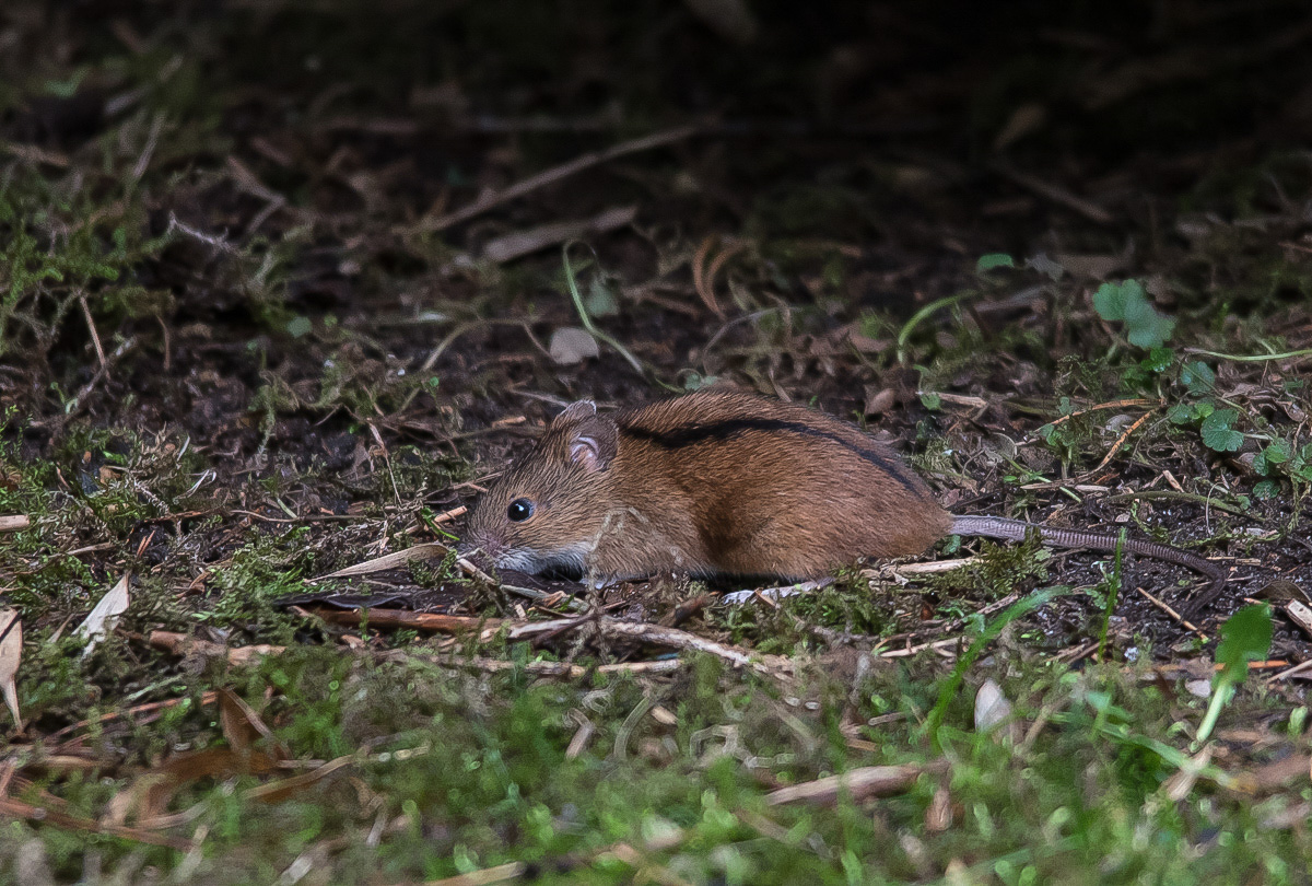 Brandmaus 1 (1 von 1).jpg