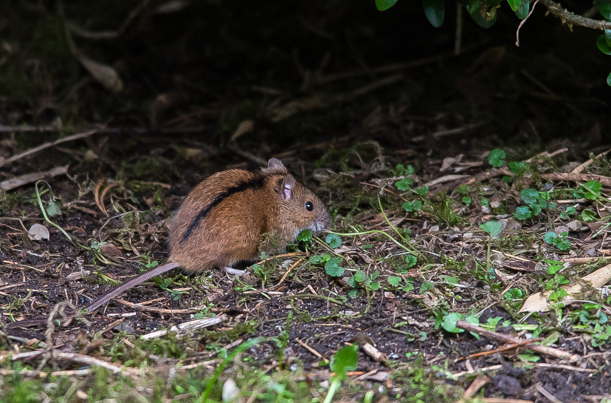 Brandmaus 2 (1 von 1).jpg