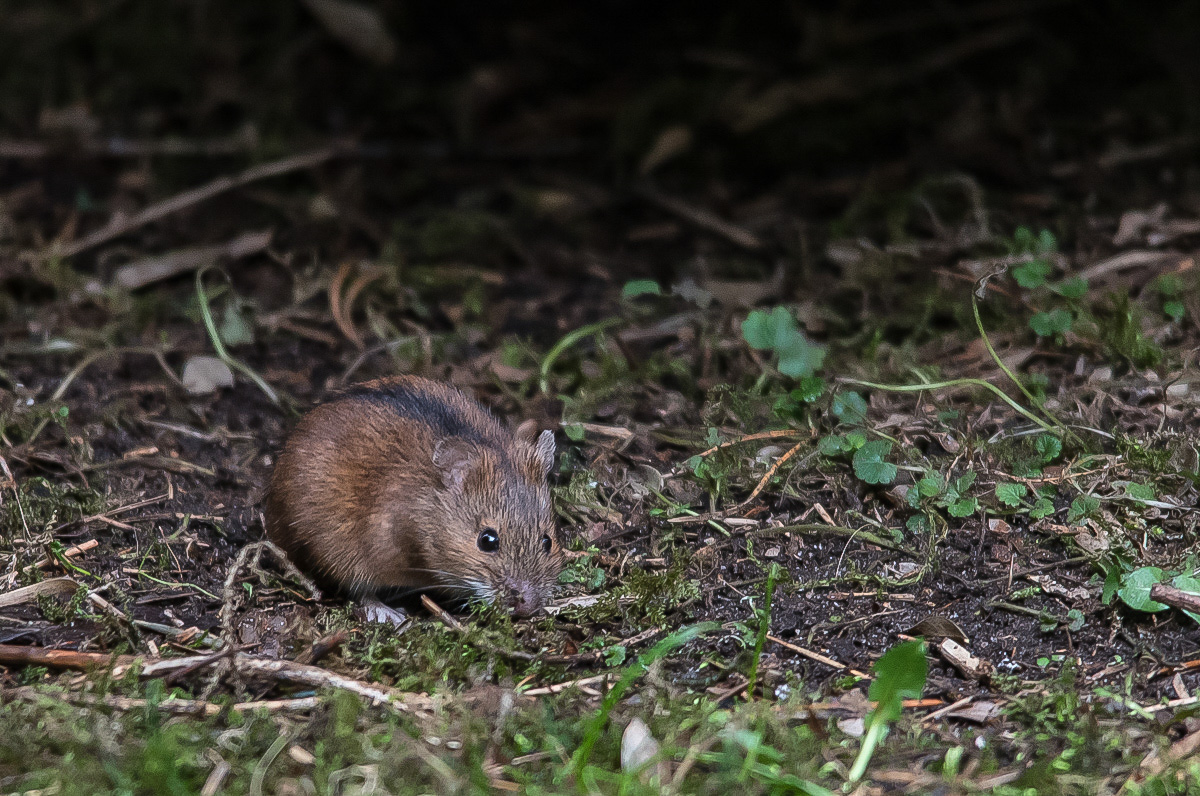 Brandmaus 3 (1 von 1).jpg