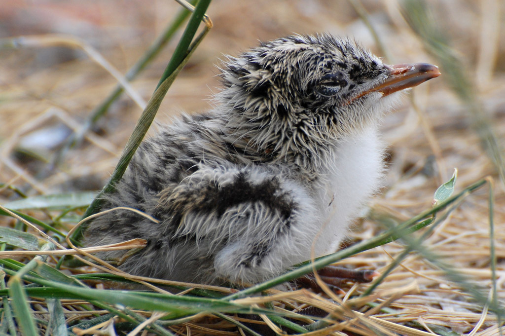 Brandseeschwalbe juv auf Baltrum