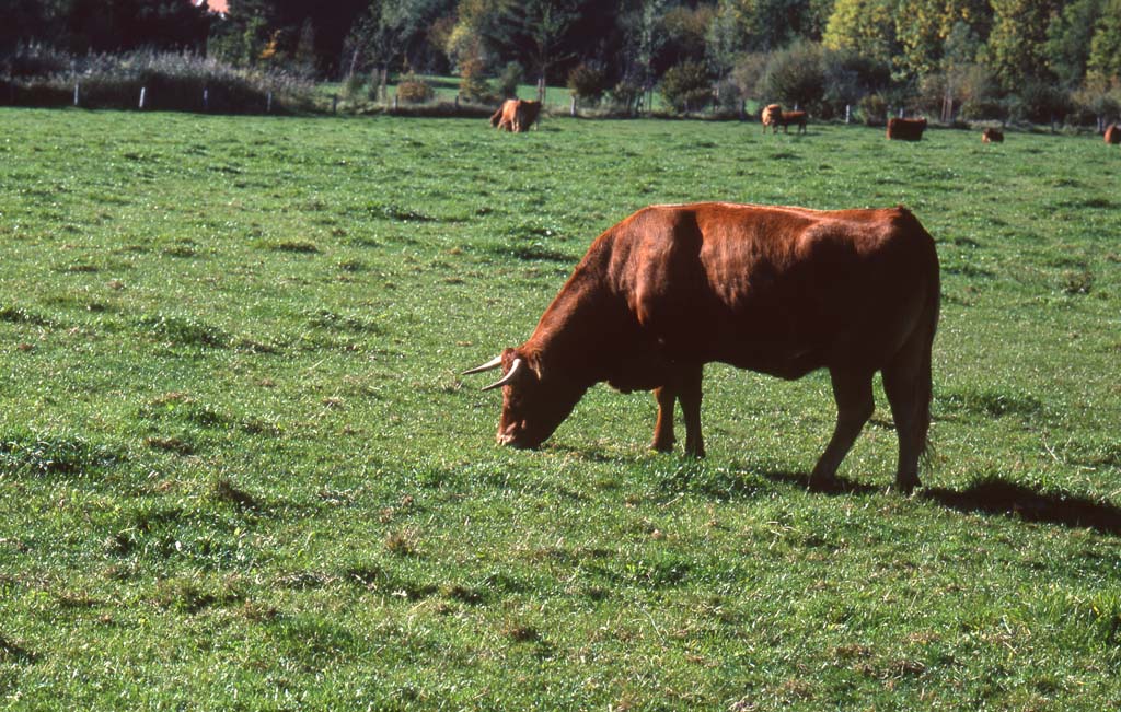 Braun-buntes Rind, Brodtener Steilküste, Oktober 2008, Velvia 50