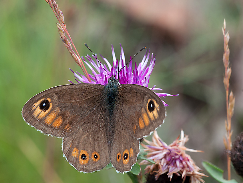 Braunauge 2012 07 06 01