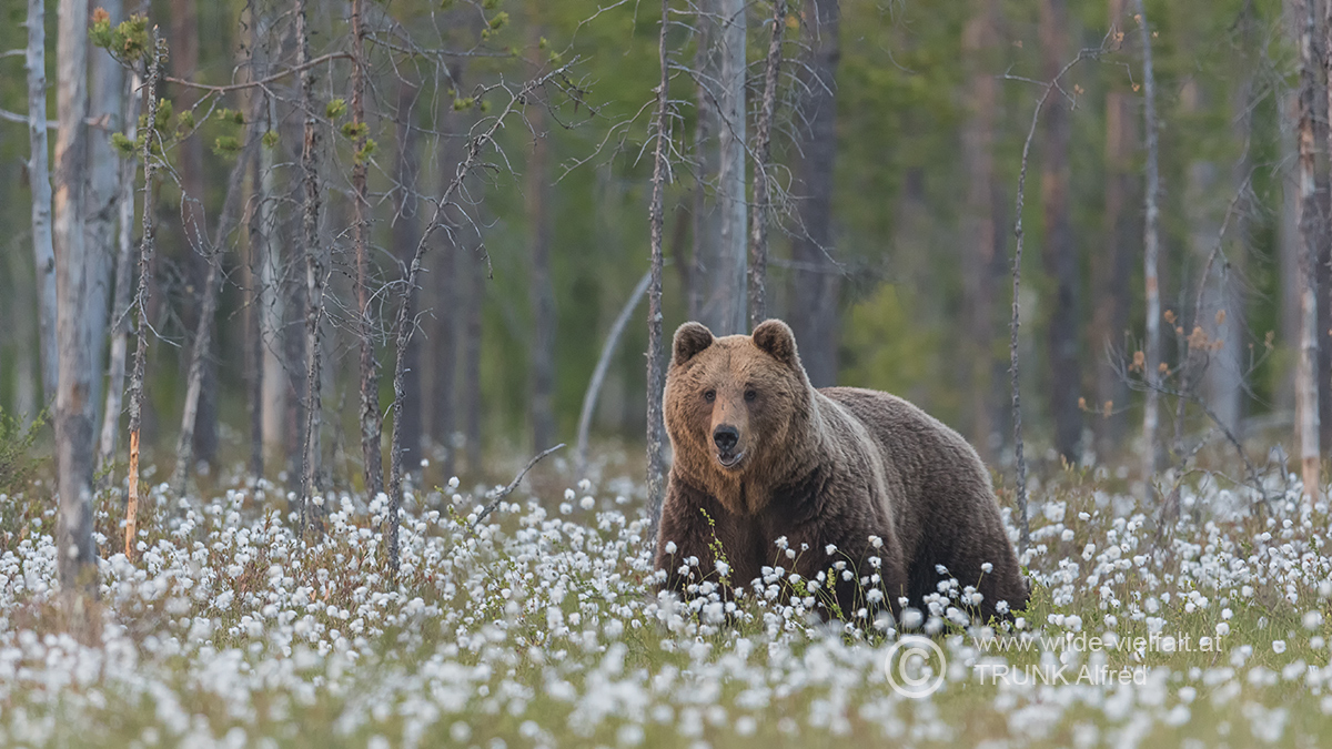 Braunbär, D500, AFS 4/600mm, ISO 1600, Bl.4, 1/500sec.