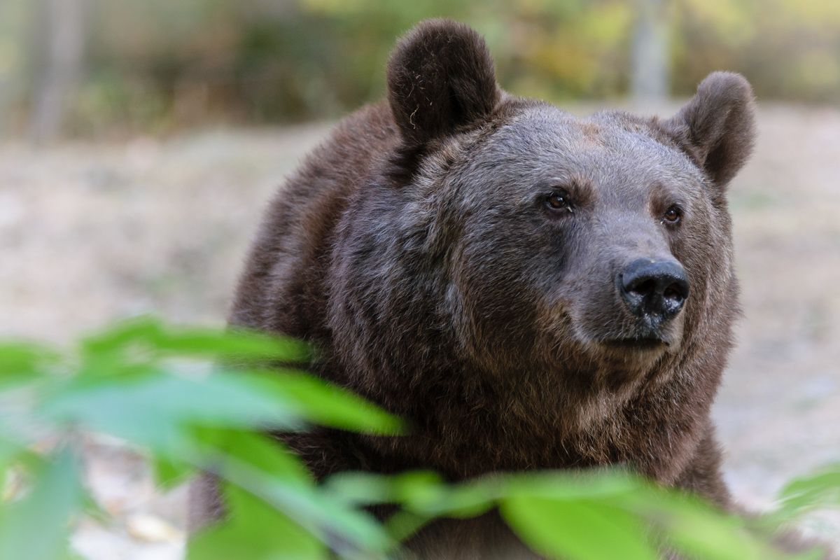 Braunbär im Tierpark Bad Mergentheim