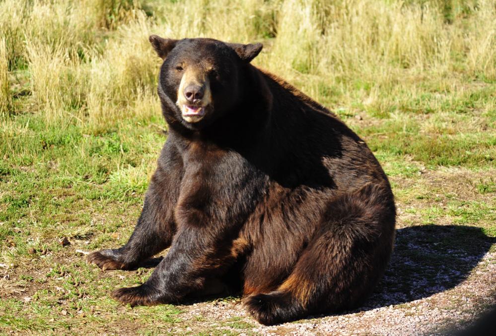 Braunbär