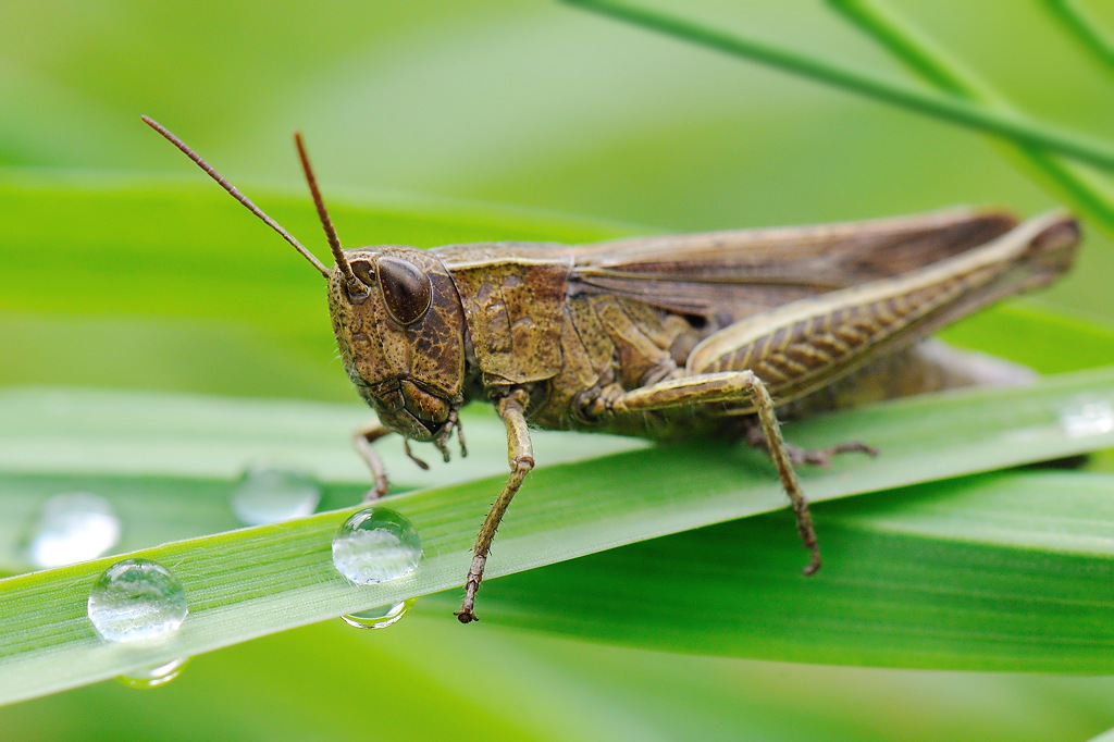 Brauner Grashüpfer