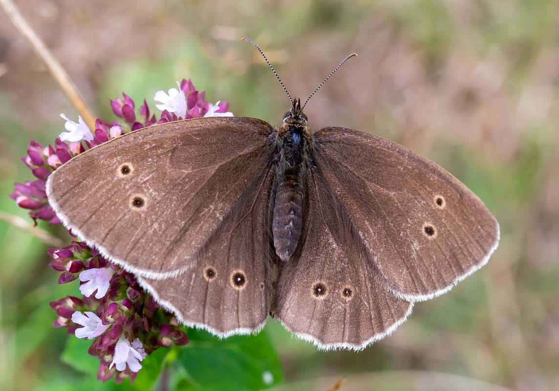 Brauner Waldvogel 1.jpg