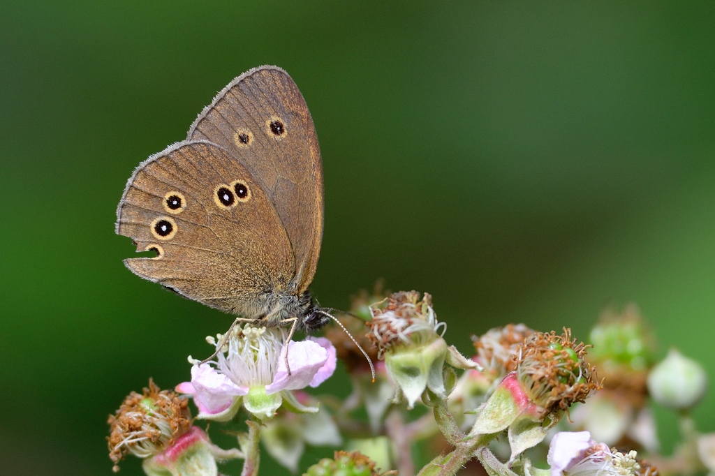 Brauner Waldvogel 2 072014