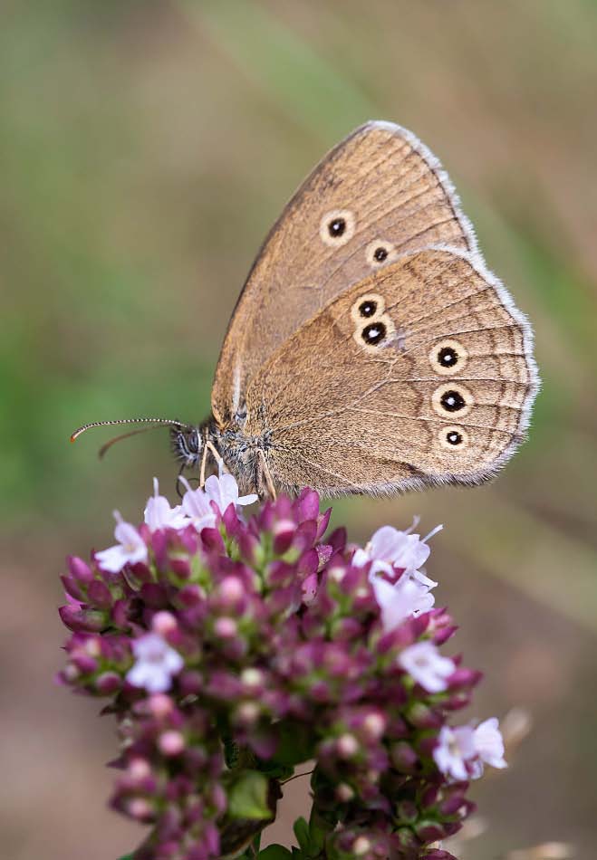 Brauner Waldvogel 2.jpg