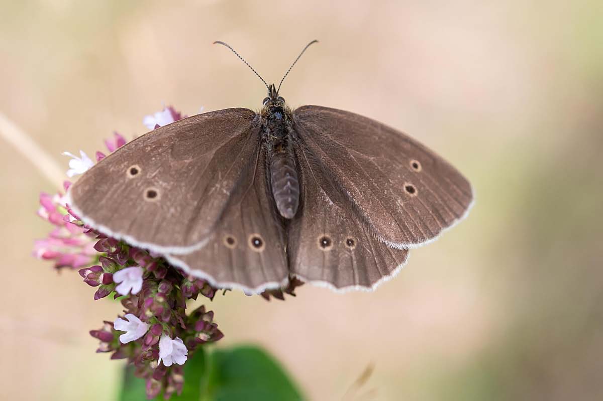 Brauner Waldvogel 3.jpg