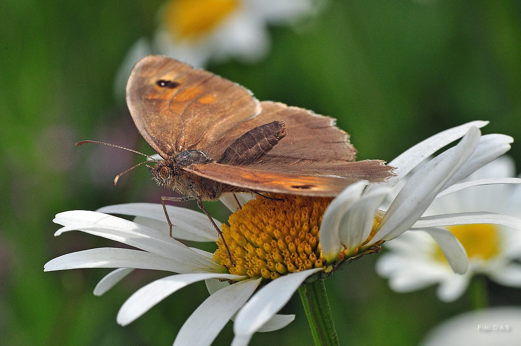 brauner Waldvogel (Aphantopus hyperantus)
Nr. 210611_53