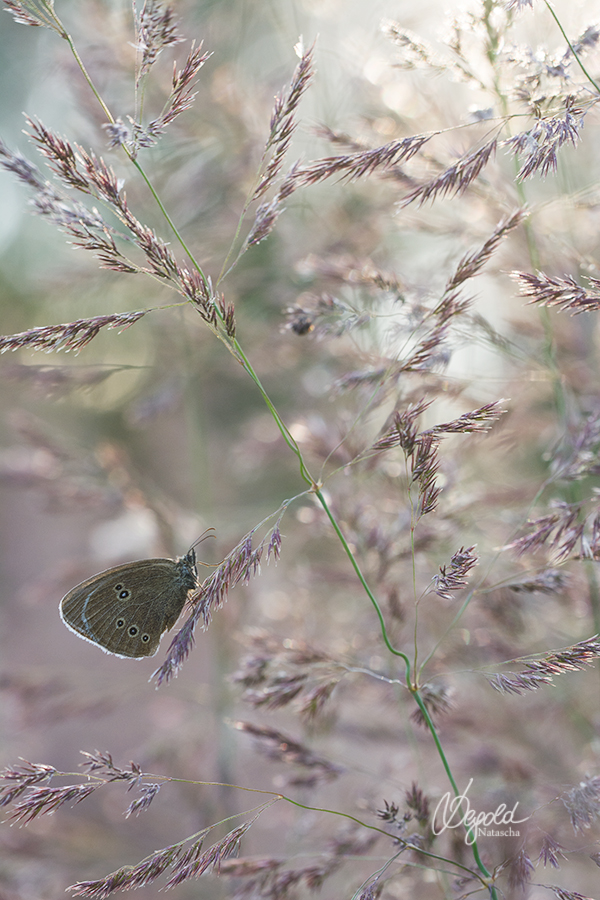 Brauner Waldvogel (Aphantopus hyperantus)