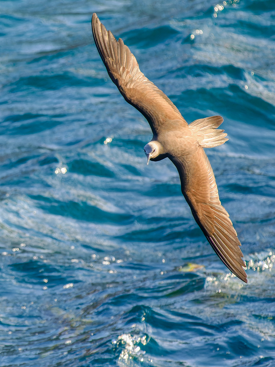 Braunnoddi Galapagos.jpg