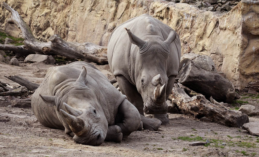 Breitmaulnashorn