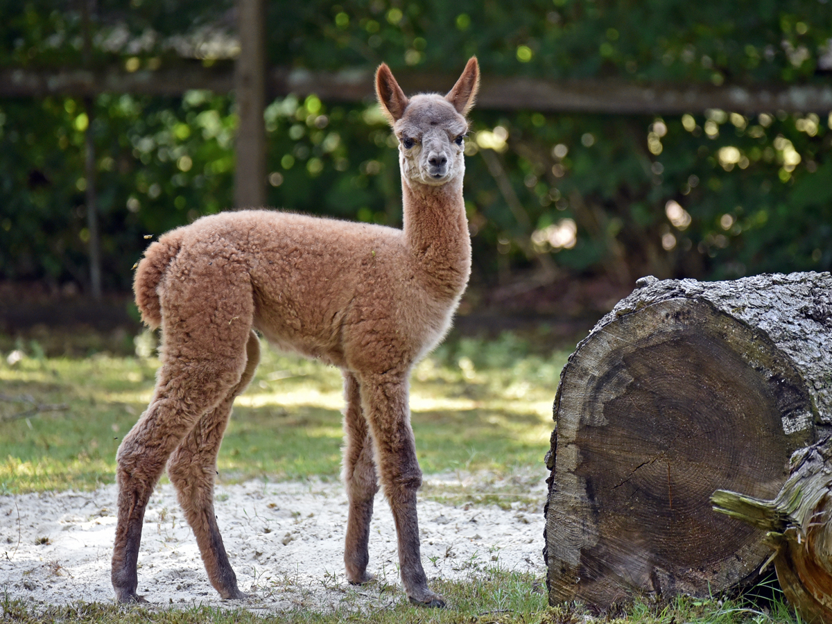 bremen_buergerpark_alpaka_1.jpg
