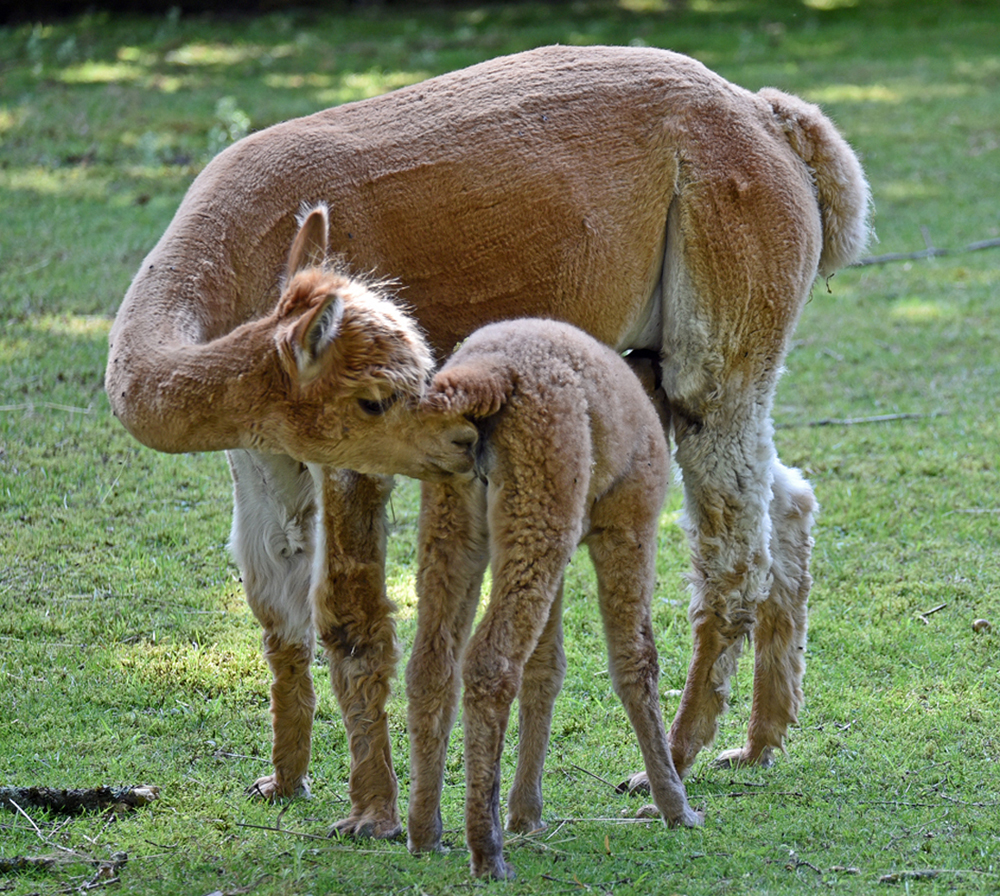 bremen_buergerpark_alpaka_2.jpg