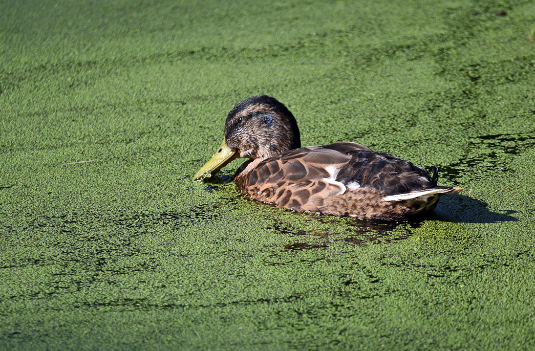 bremen_buergerpark_ente.jpg