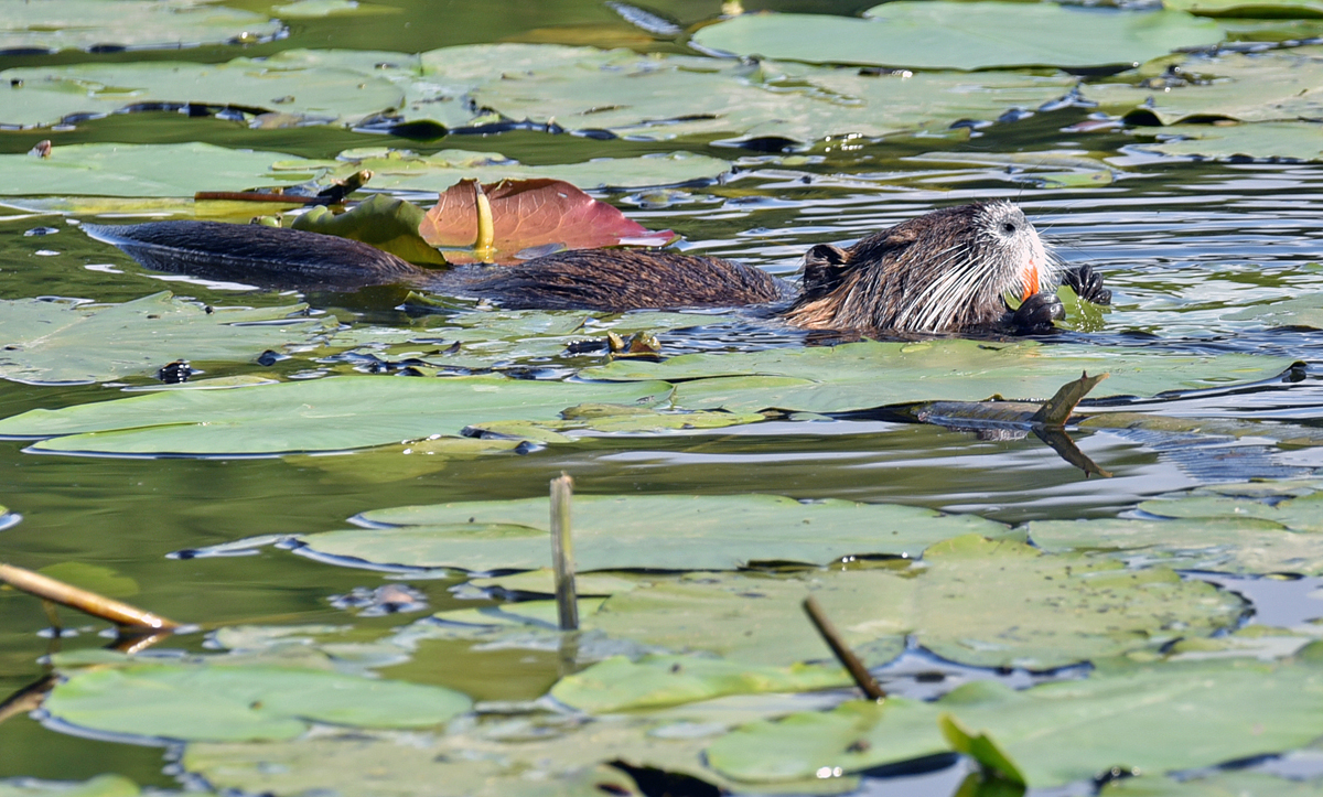 bremen_buergerpark_nutria.jpg
