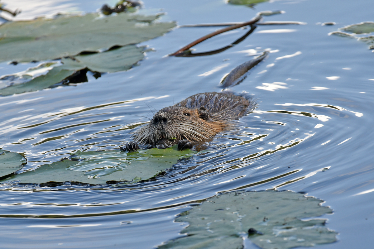 bremen_buergerpark_nutria_2.jpg