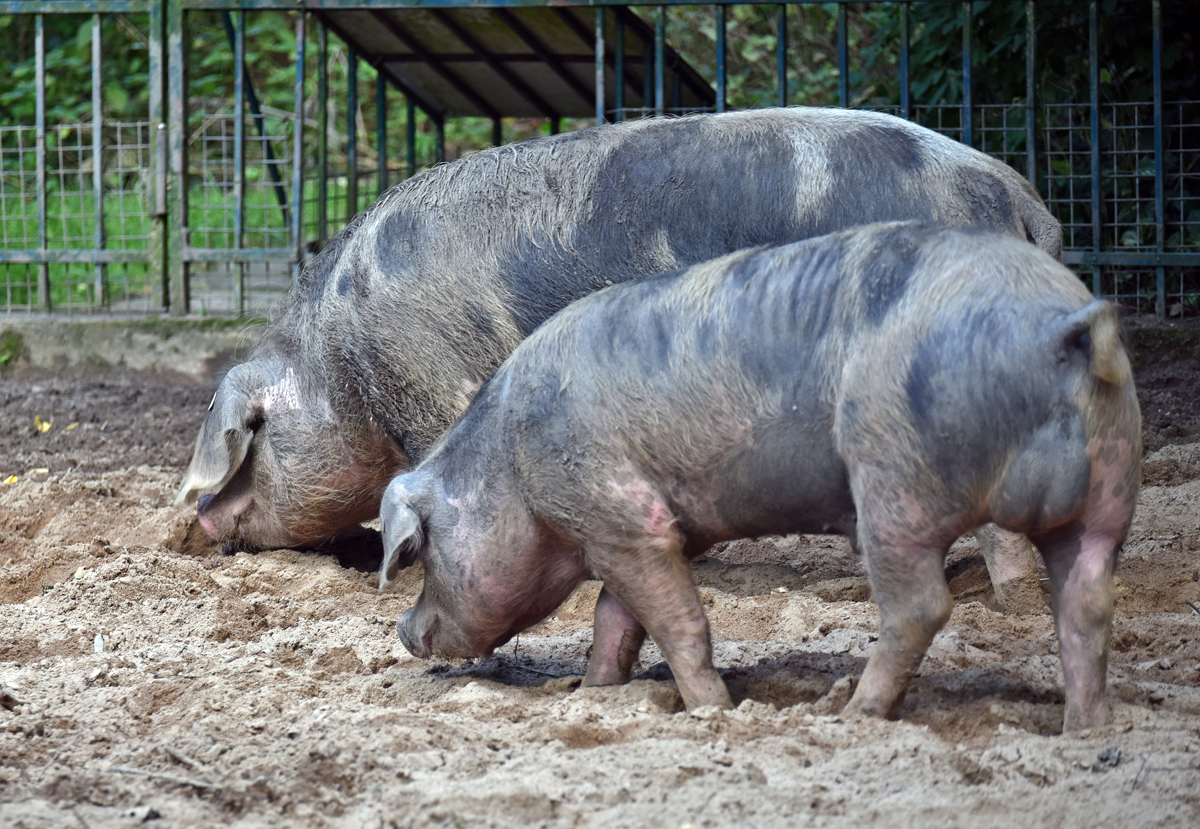 bremen_buergerpark_schweine.jpg