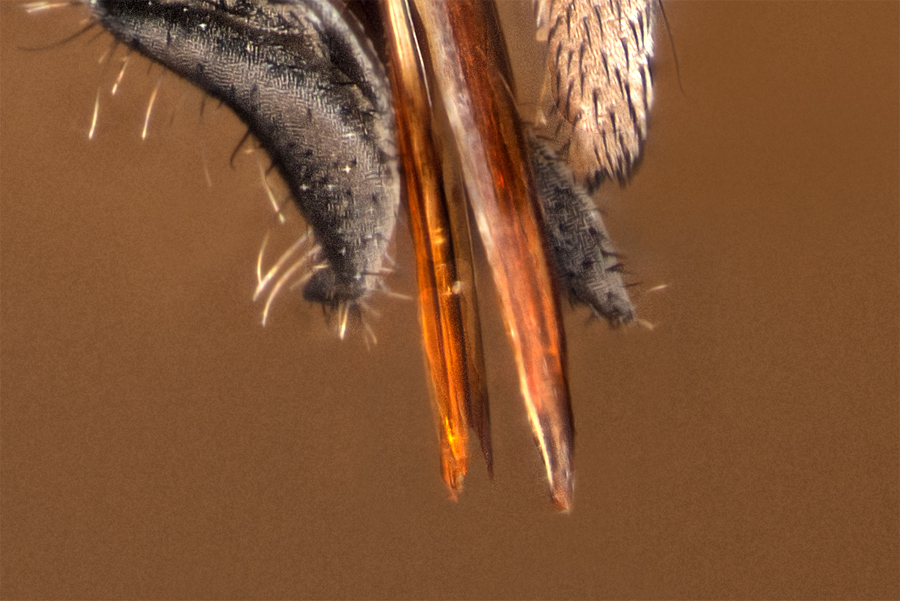 Bremse8991detail