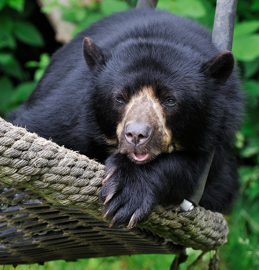 Brillenbär