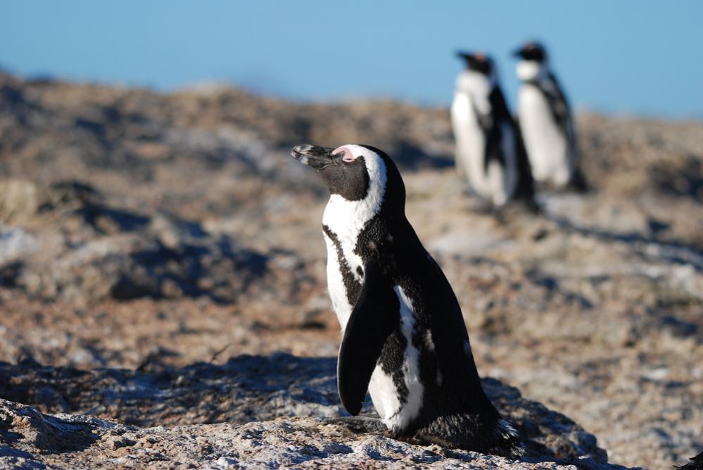 brillenpinguin 1