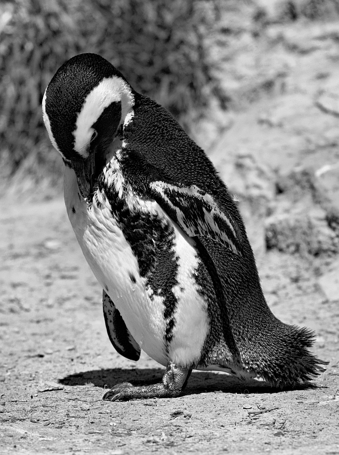 Brillenpinguin Zoo Berlin