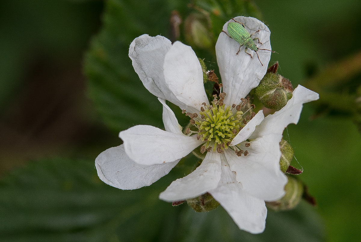 Brombeerblüte.jpg