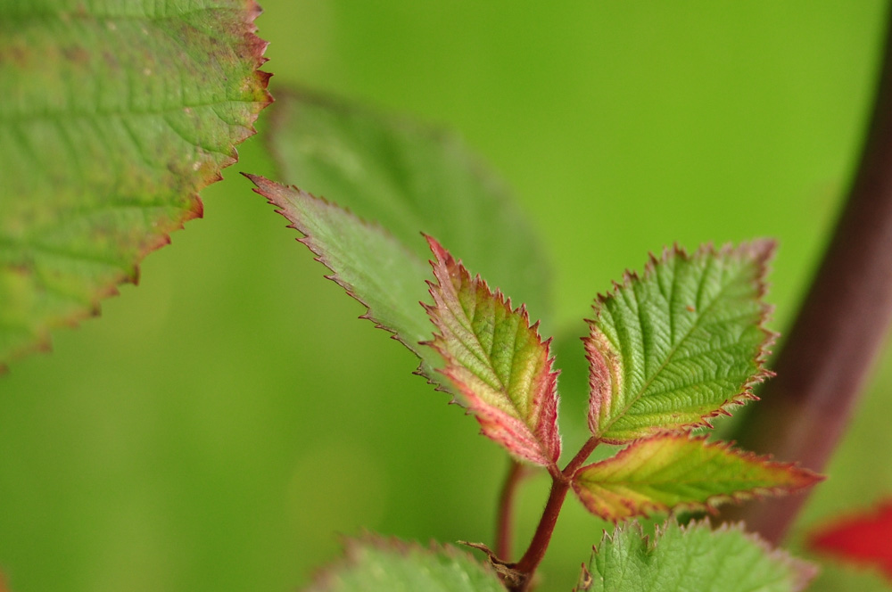 Brombeerblatt