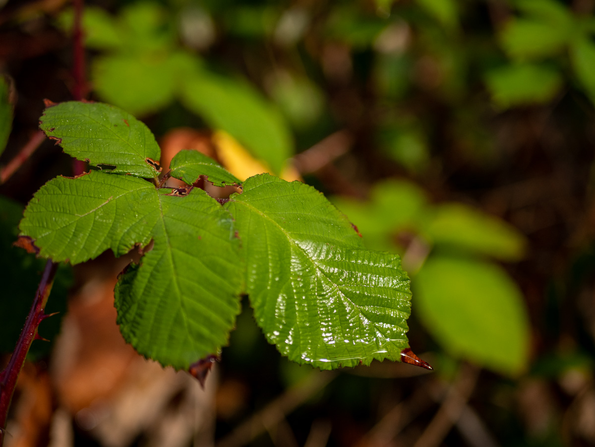 Brombeerblatt
