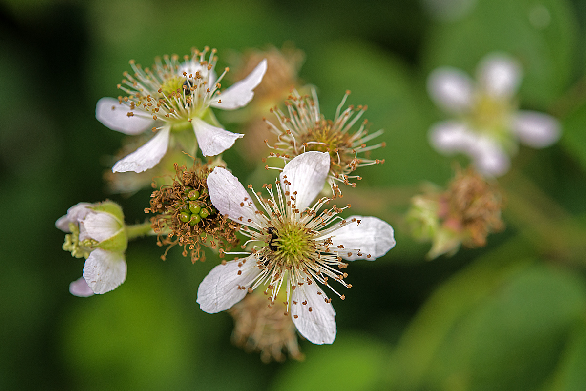 Brombeere