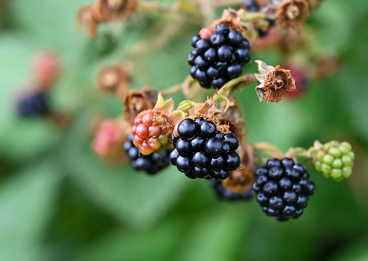 Brombeeren.jpg