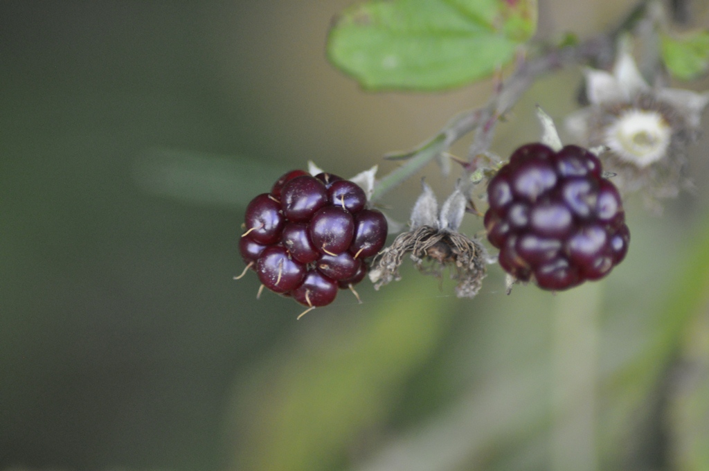 Brombeeren