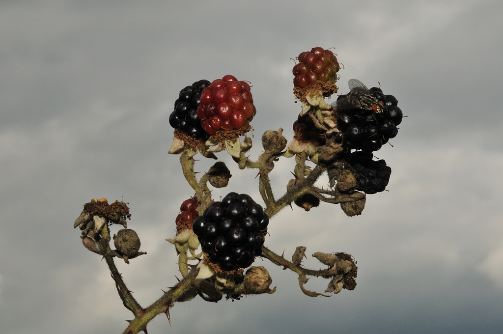 Brombeeren1