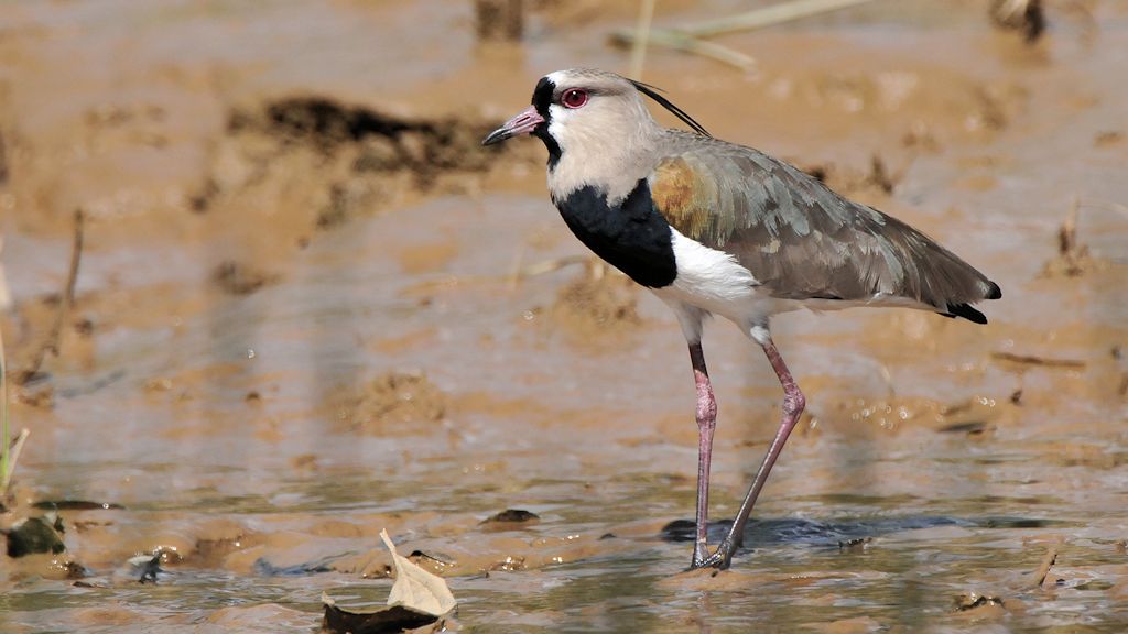 Bronzekiebitz (Southern Lapwing)
Bangara Island
9749