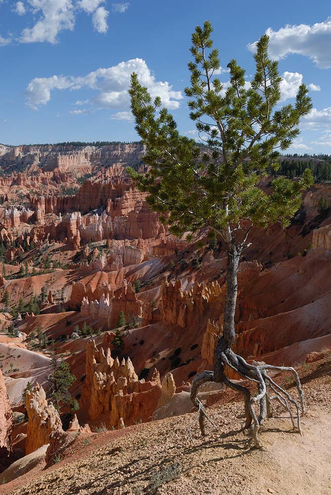 Bryce Canyon   1