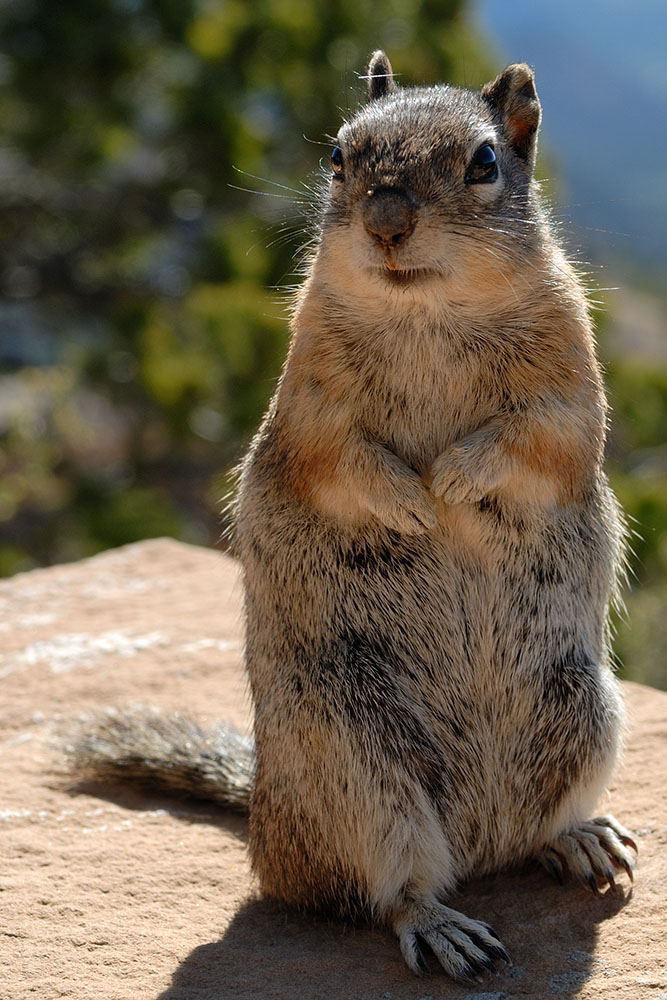 Bryce Canyon   4