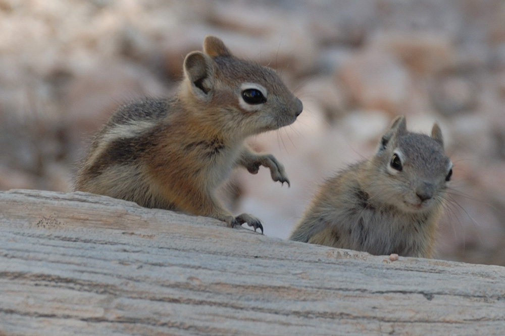 Bryce Canyon   6