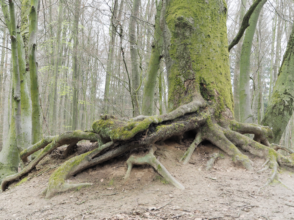 Buche auf Sandhügel.jpg