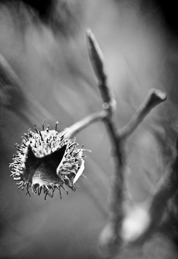 Buchecker 2 BW.jpg