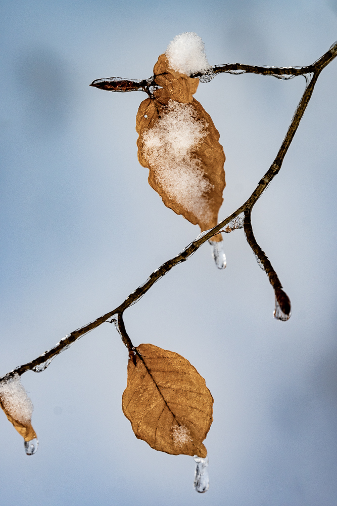 Buchenblätter